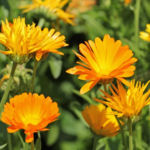 Calendula.jpg