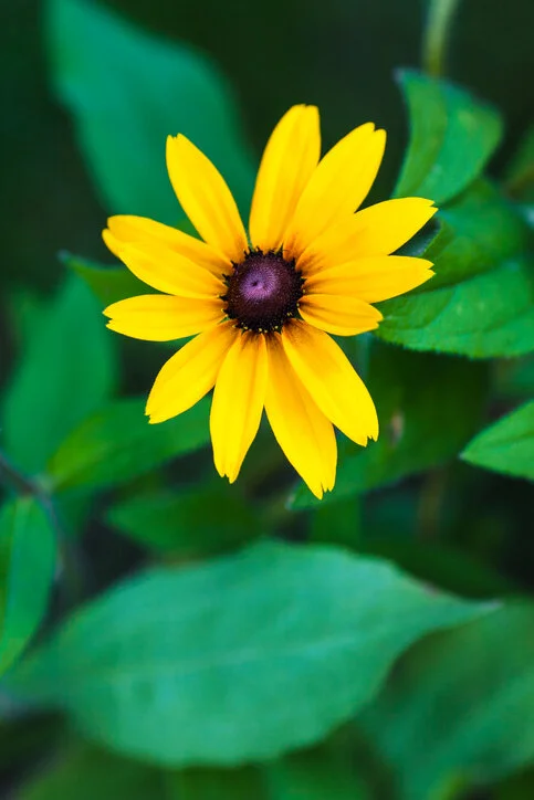 iStock-526176411.jpg