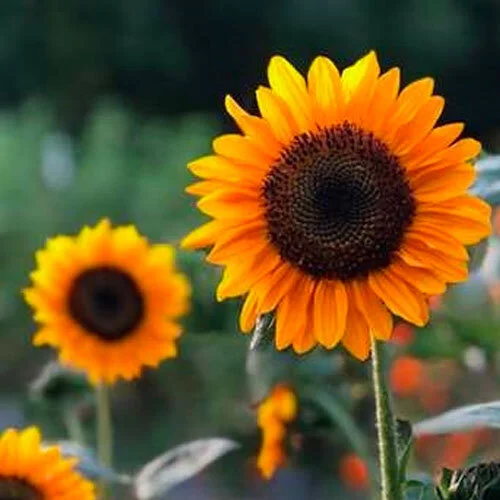 Sunflower.jpg