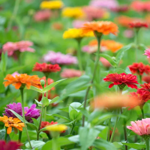 Zinnia.jpg
