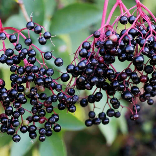 Elderberry.jpg