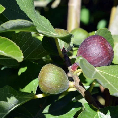 FigPlant.jpg