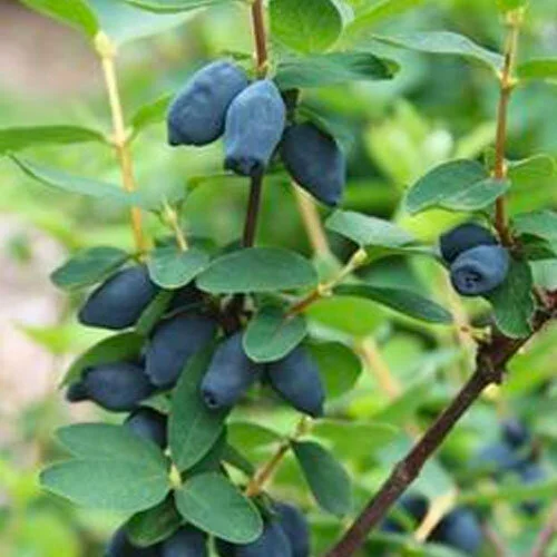 Yazberry.jpg