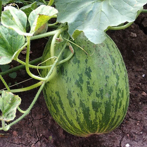 Cantalope.jpg