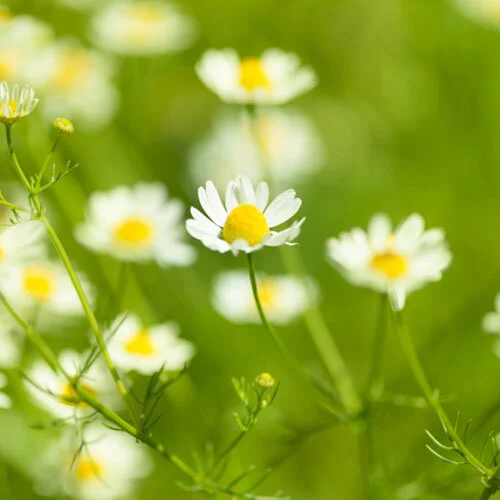 Chamomile.jpg