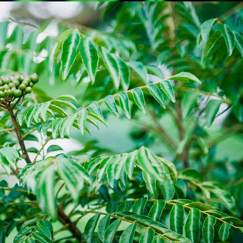 CurryPlant.jpg