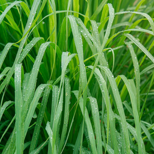 LemonGrass.jpg