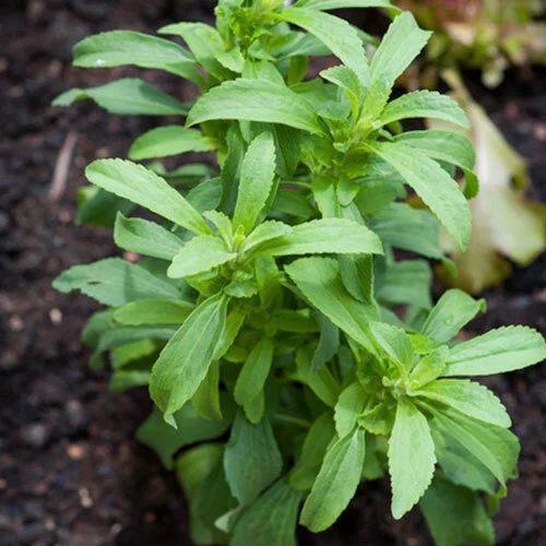 Stevia.jpg