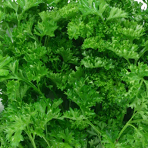 CurlyParsley.jpg