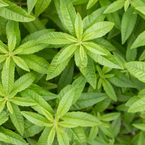 LemonVerbena.jpg