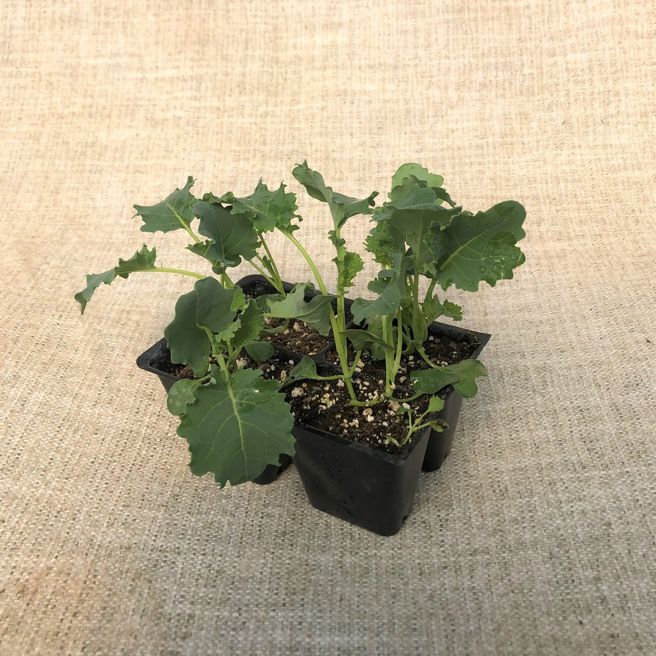 KALE2.JPG