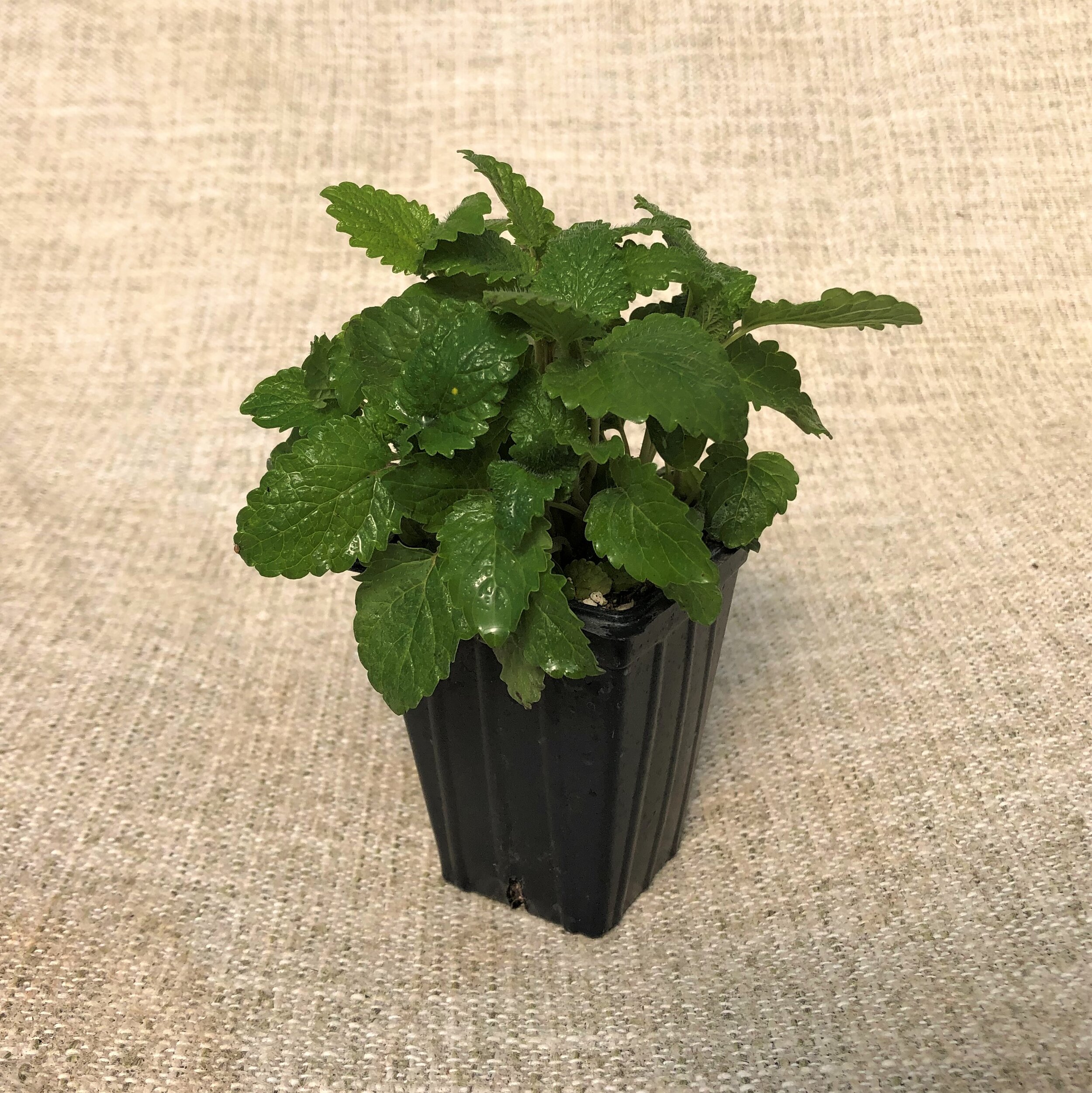 LEMON BALM.JPG