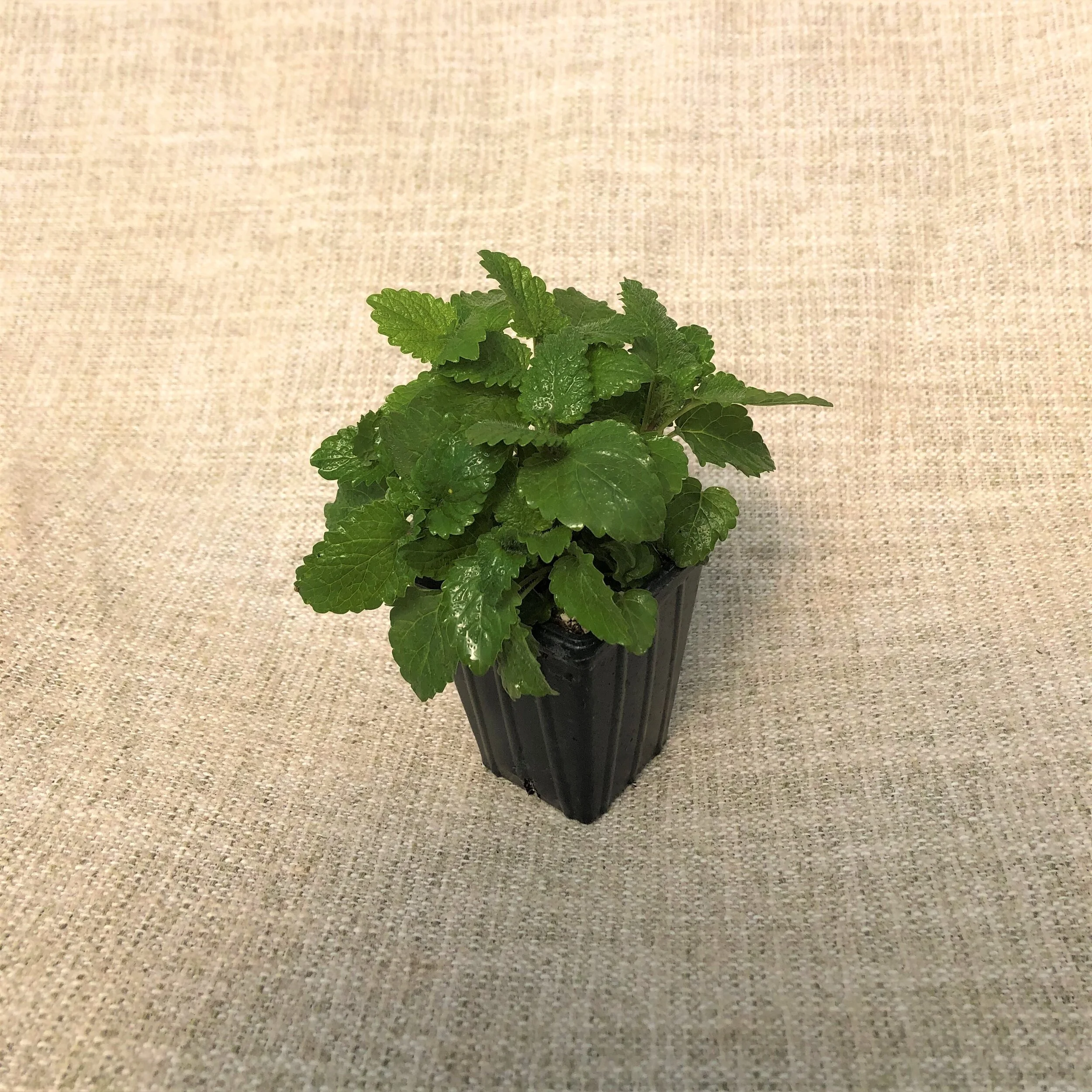 LEMON BALM2.JPG