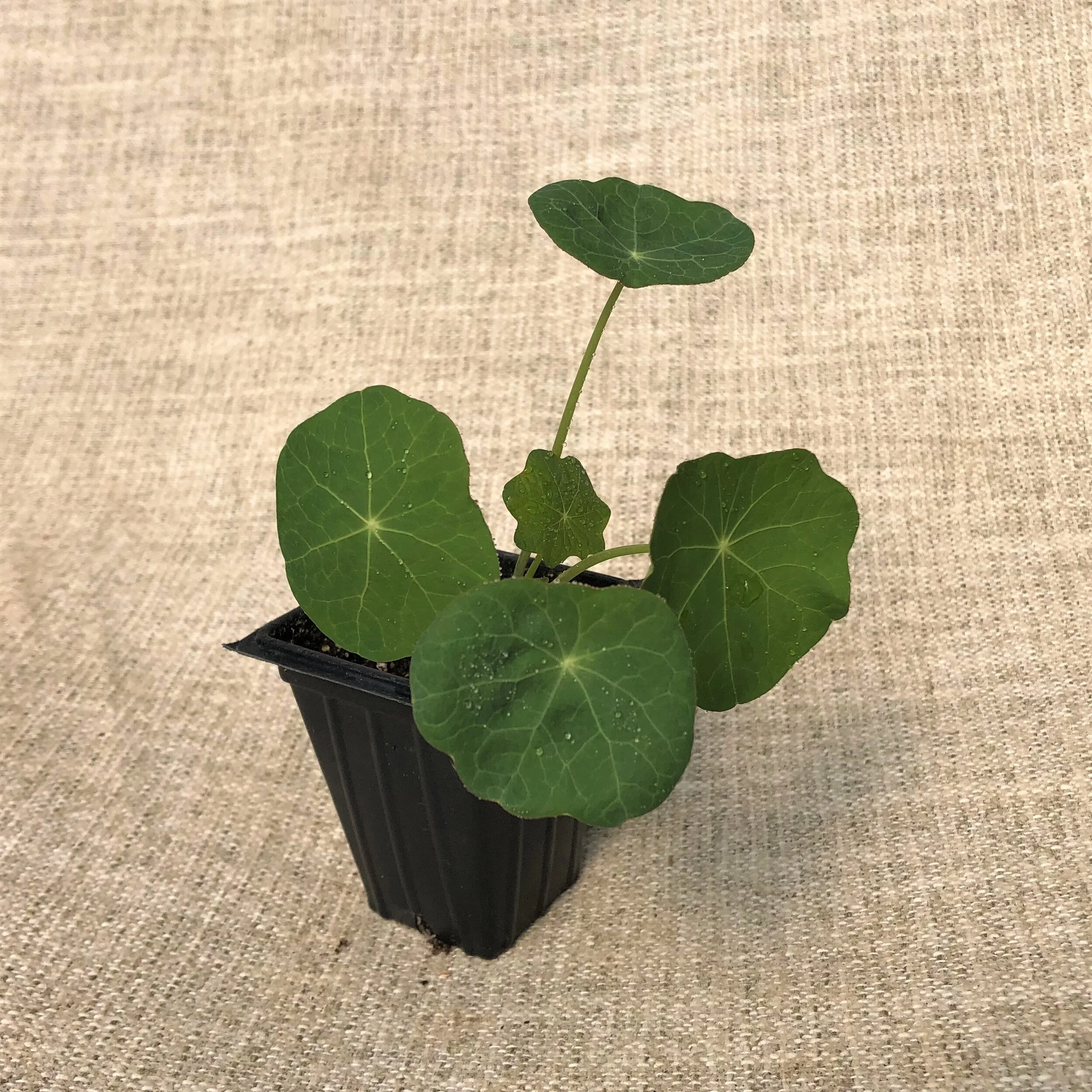 NASTURTIUM JEWEL.JPG