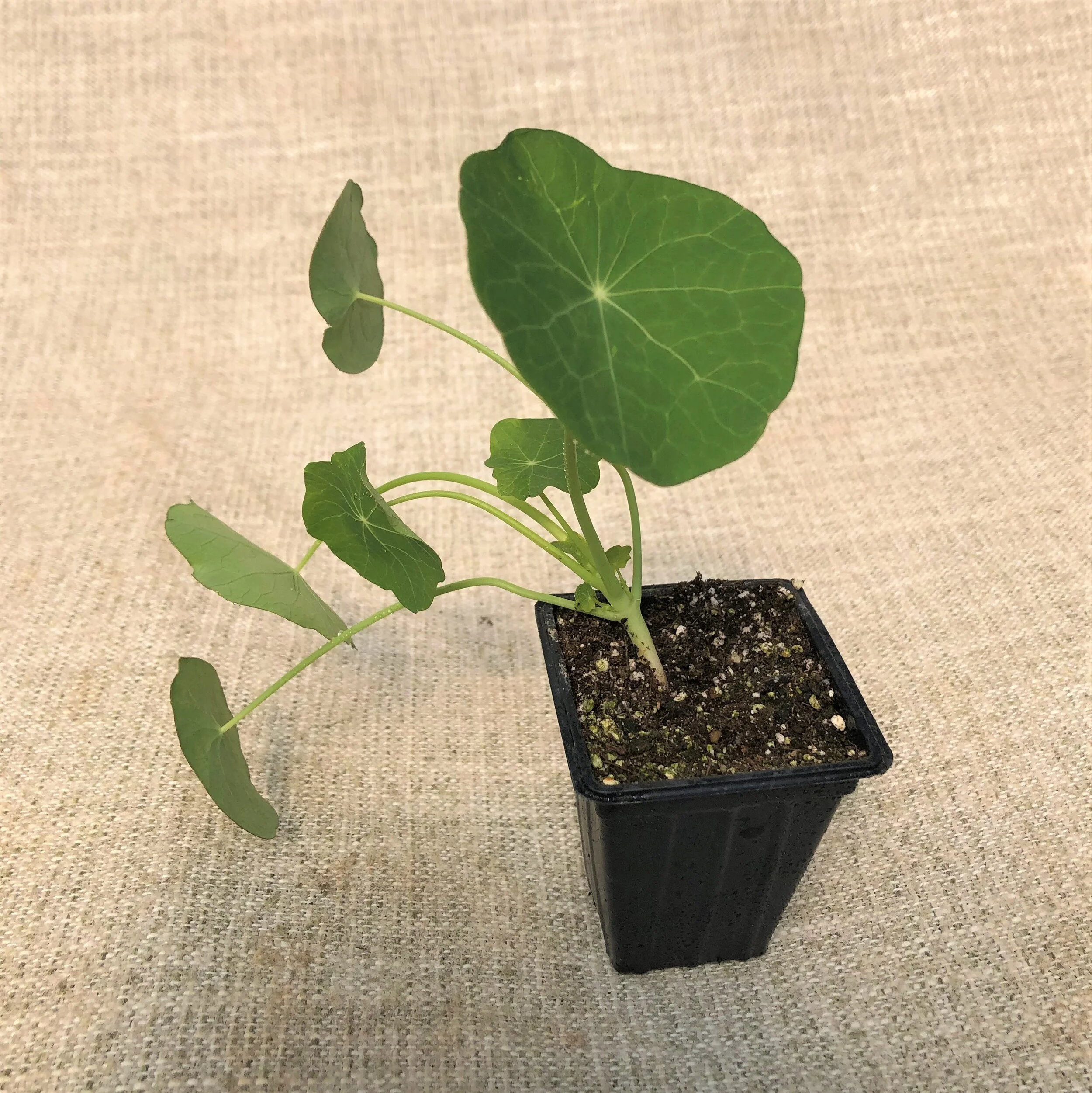 NASTURTIUM TRAILING.JPG