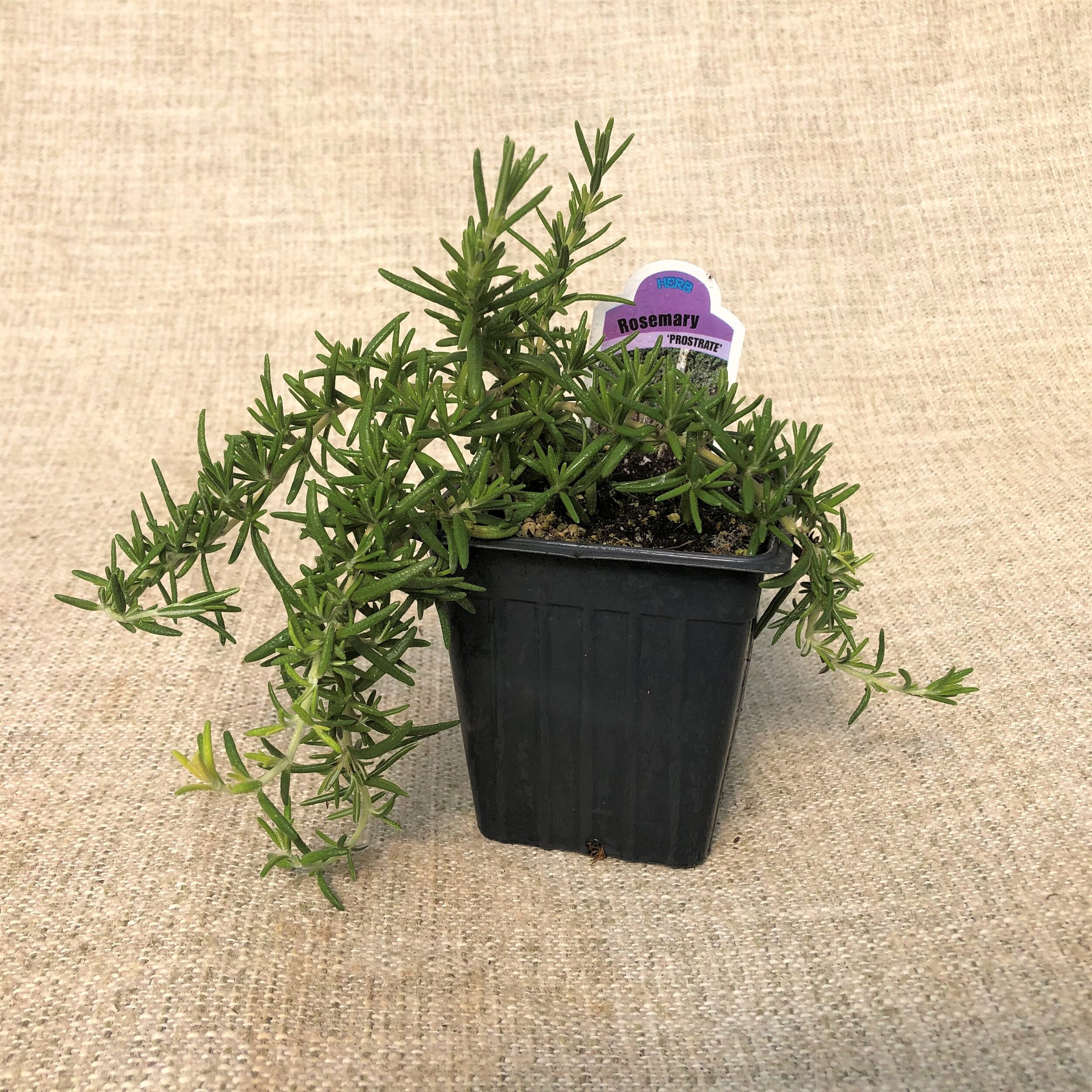 ROSEMARY.JPG