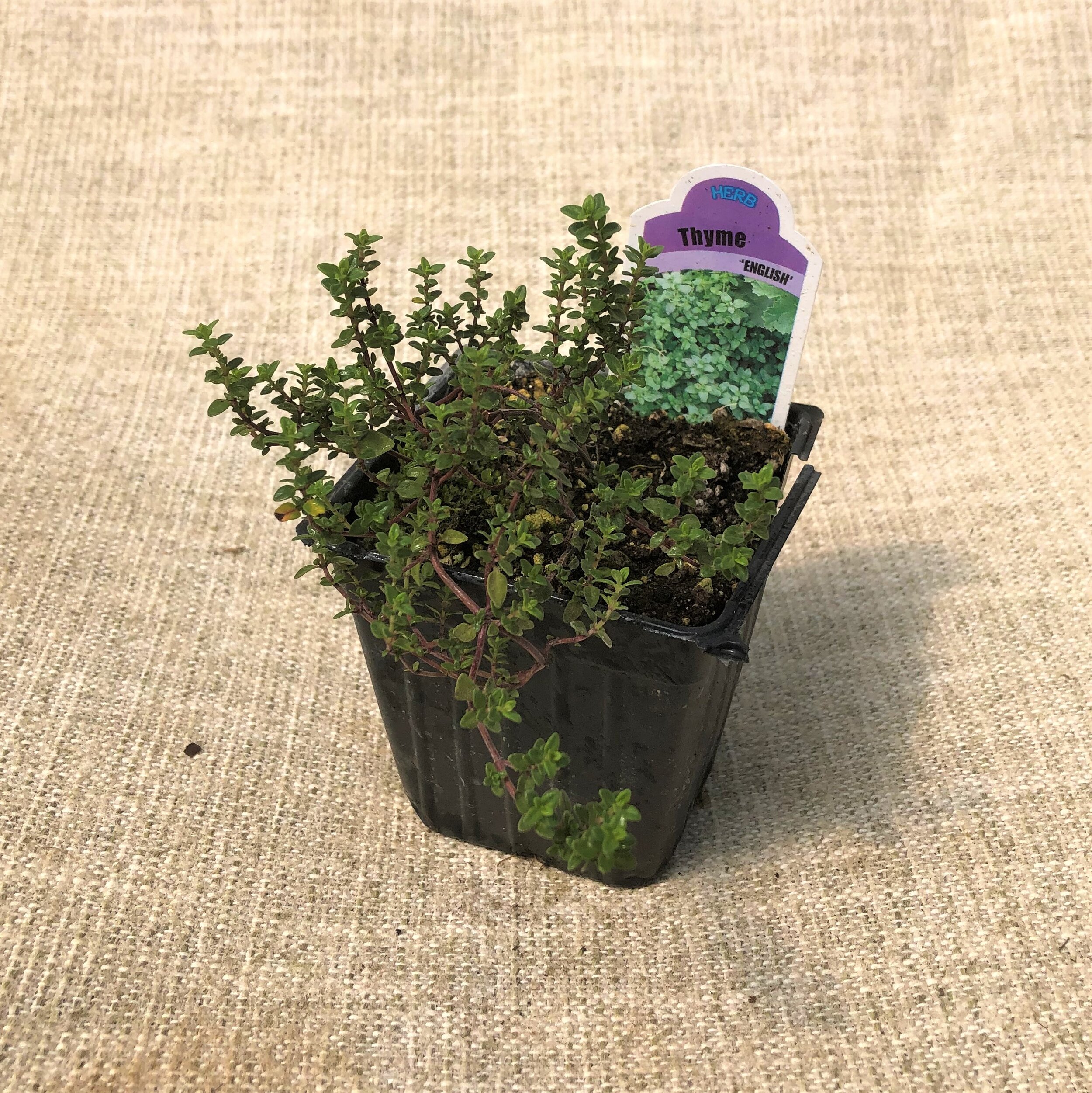 THYME ENGLISH.JPG