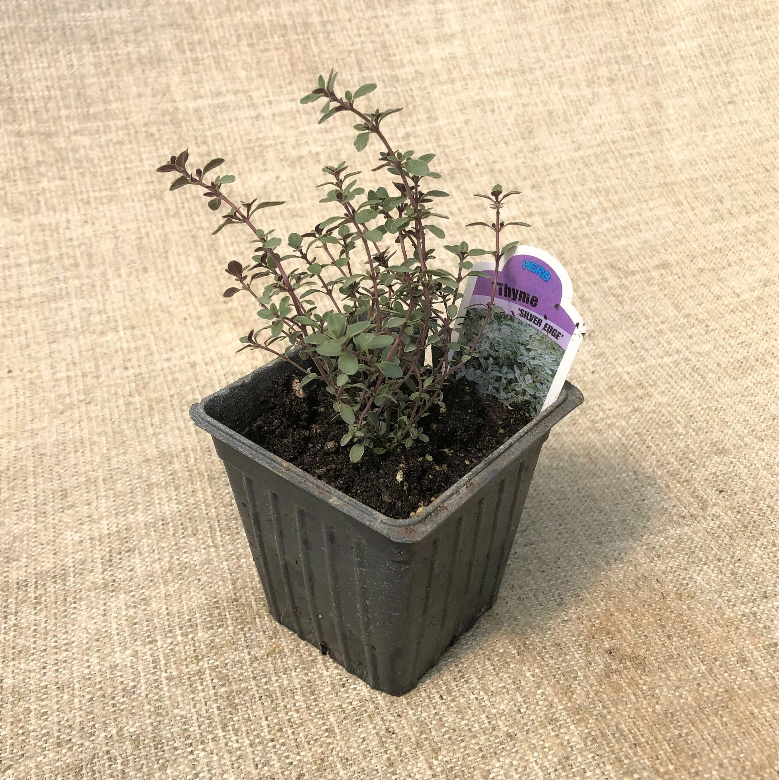 THYME SILVER.JPG