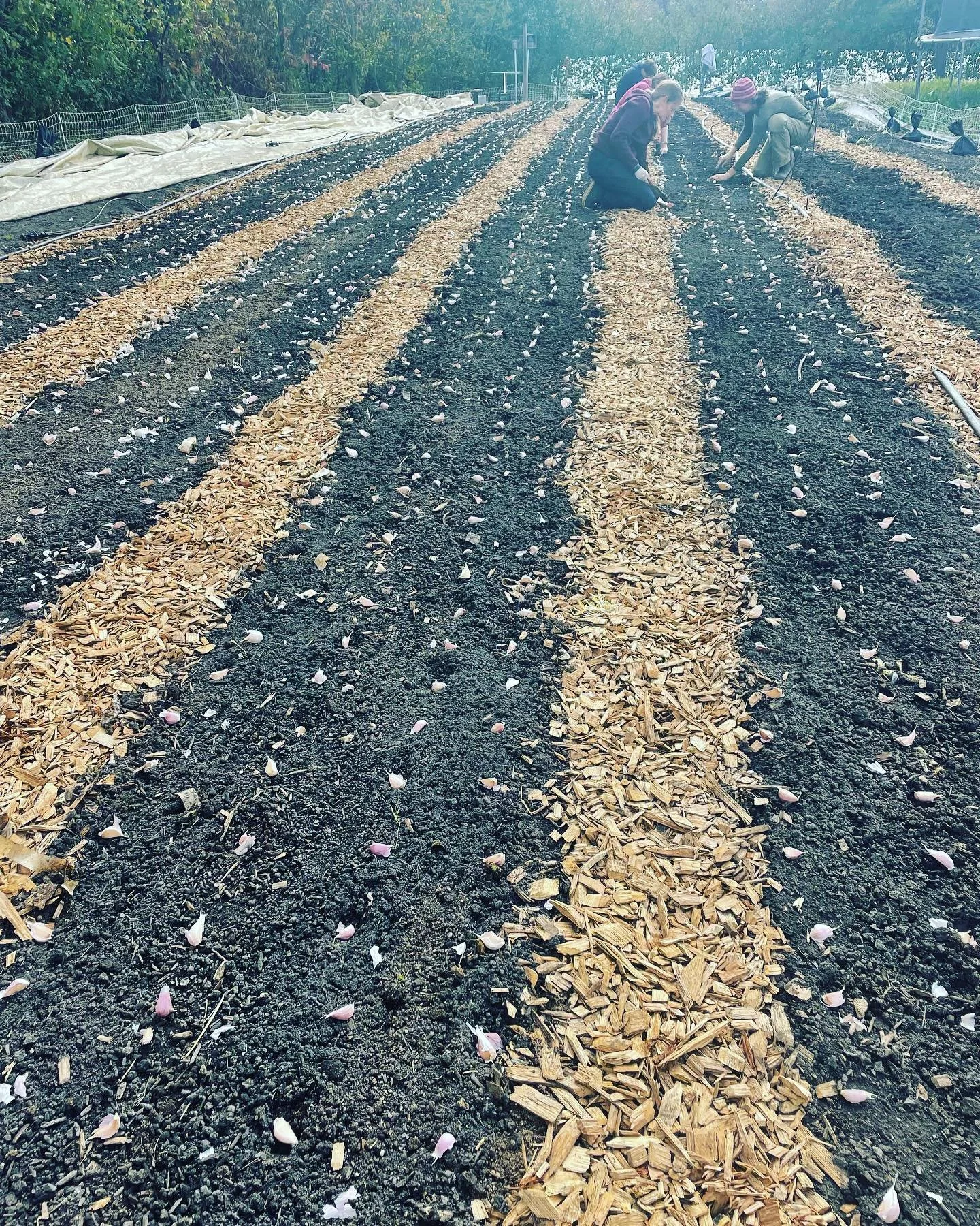 Calling all volunteers to come join the fun this Friday October 21st from 9-12. We will be cleaning up tomatoes &amp; tucking beds away for the winter. The more the merrier!