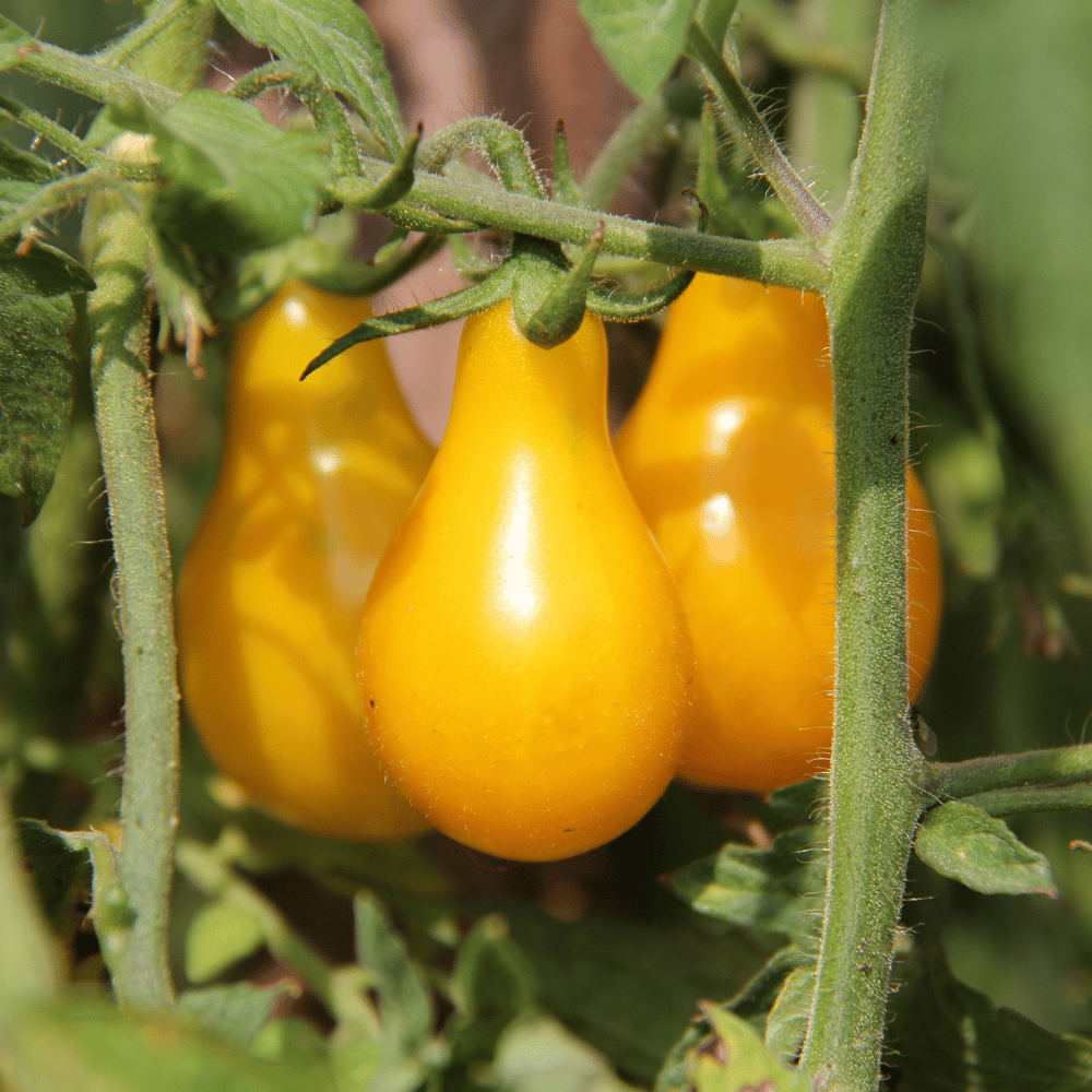 yellow pear.png