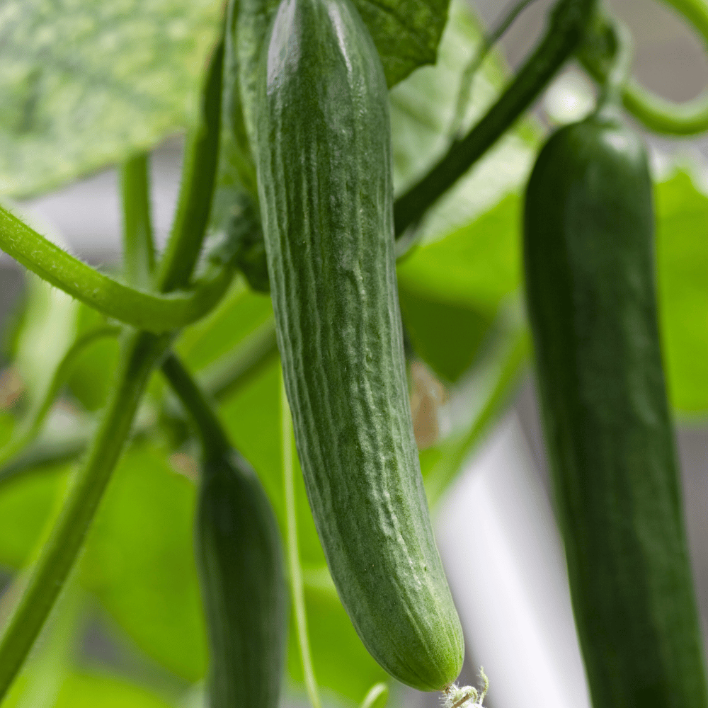 slicing cucumber.png