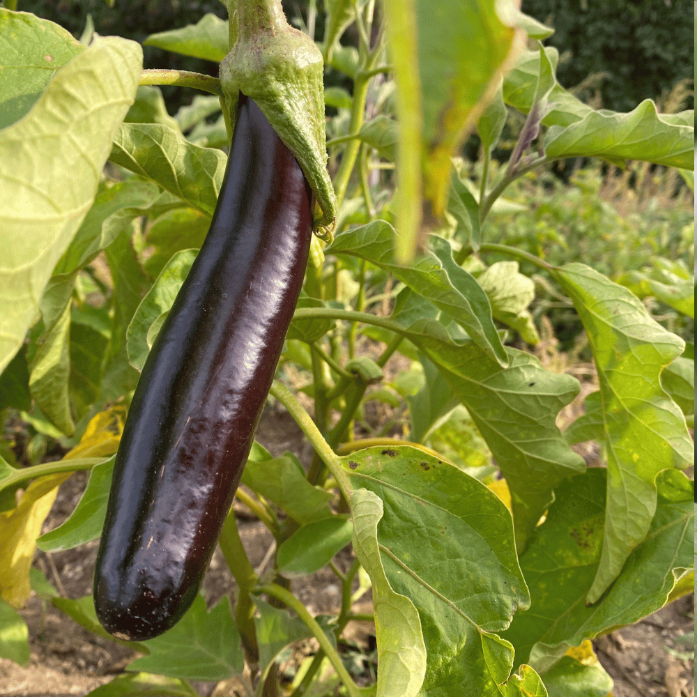 Asian eggplant.png
