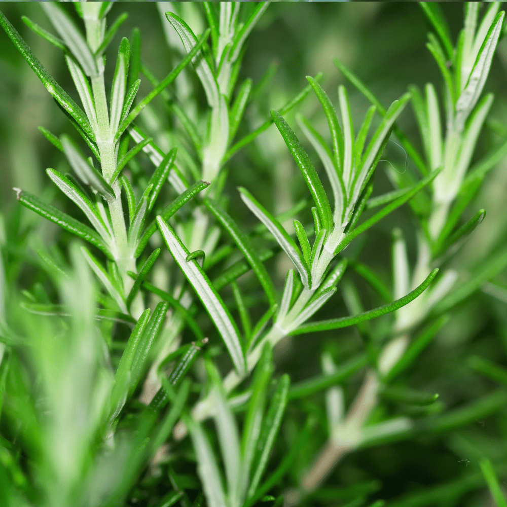 Rosemary, Arp.png