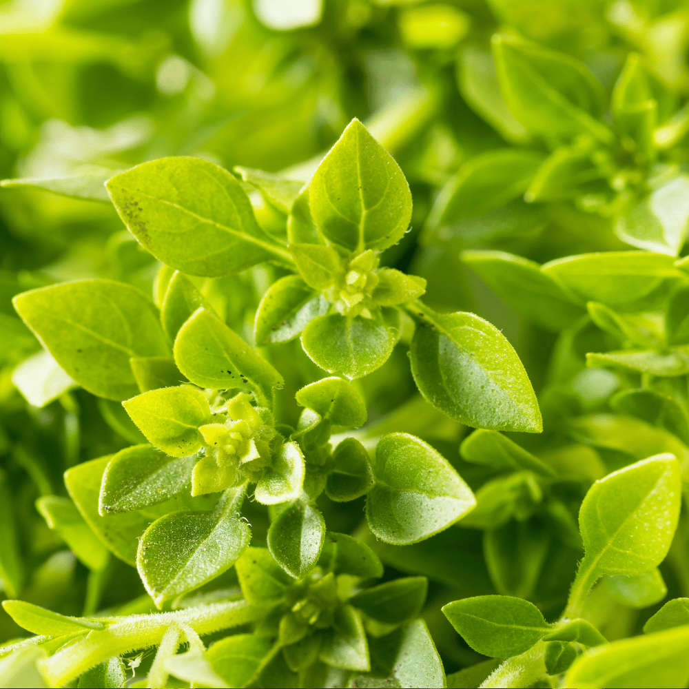 spicy bush basil.png