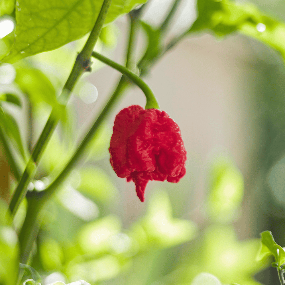 carolina reaper.png