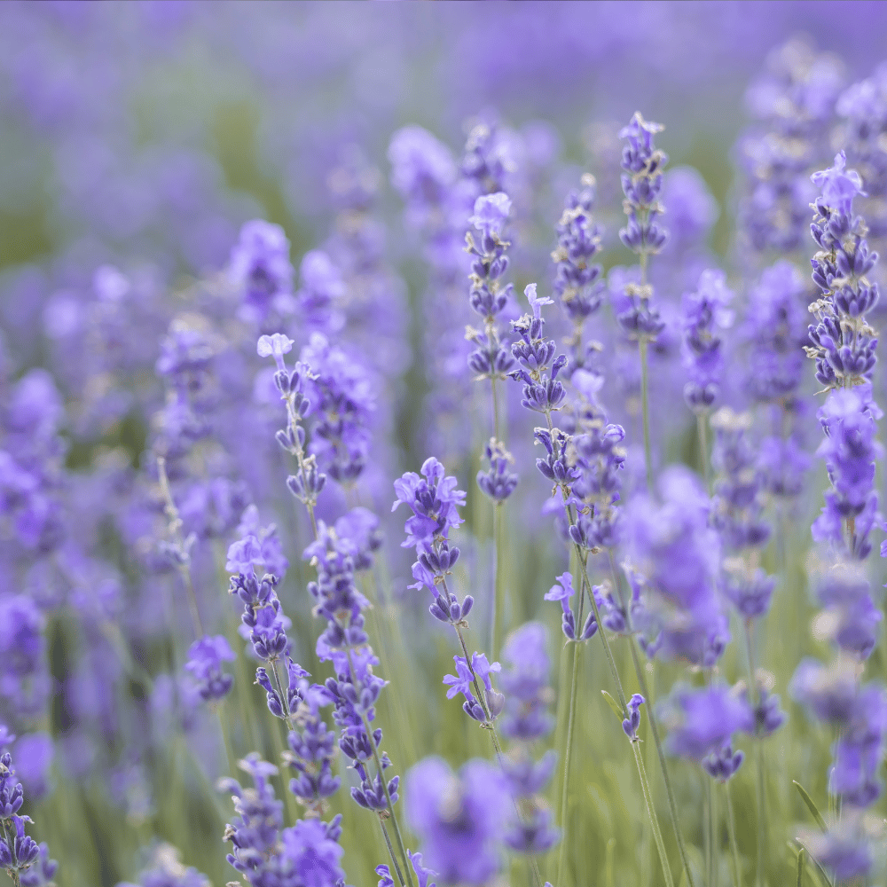 Lavender, Provence.png