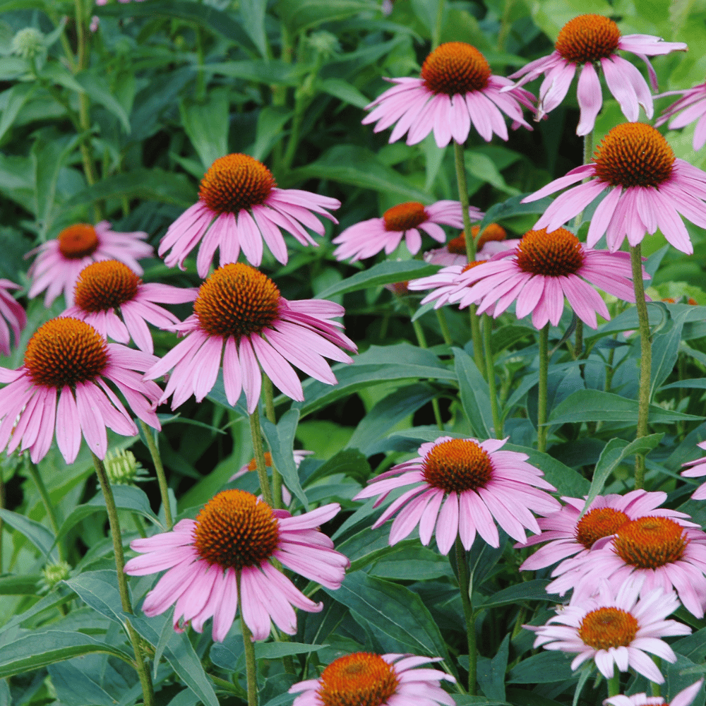 _Echinacea, Purpurea.png
