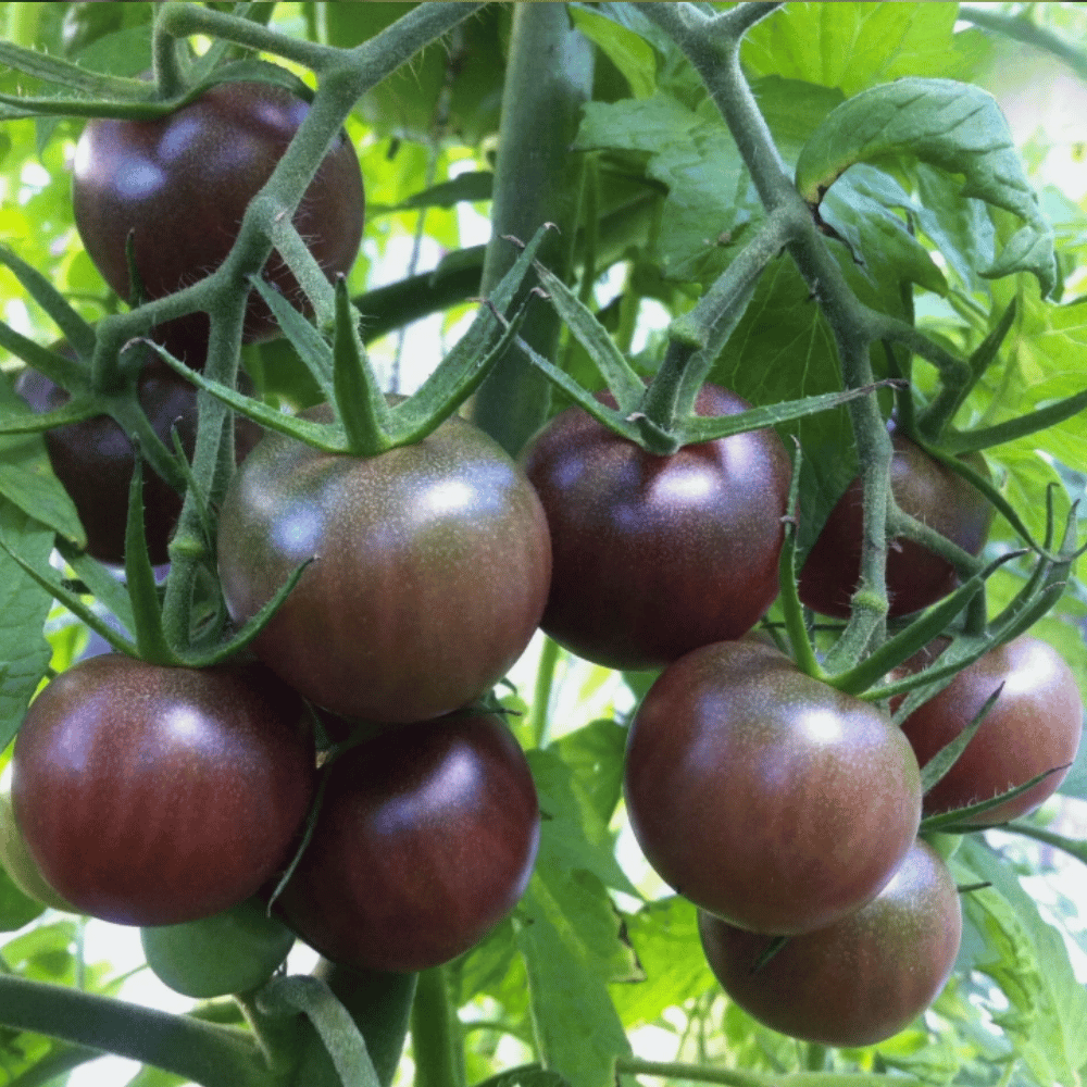 black cherry.png