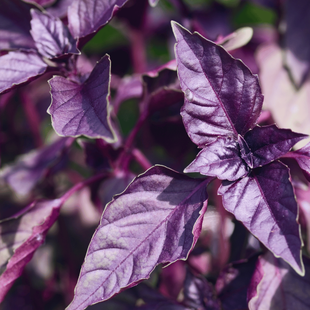 rosie basil.png