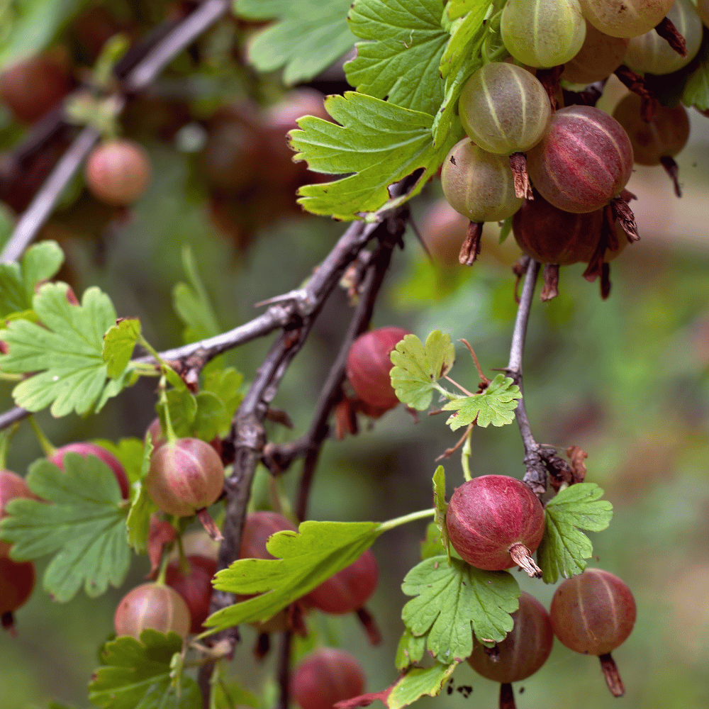 jeanne gooseberry.png