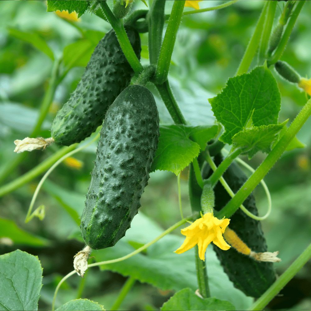 pickling cucumber.png