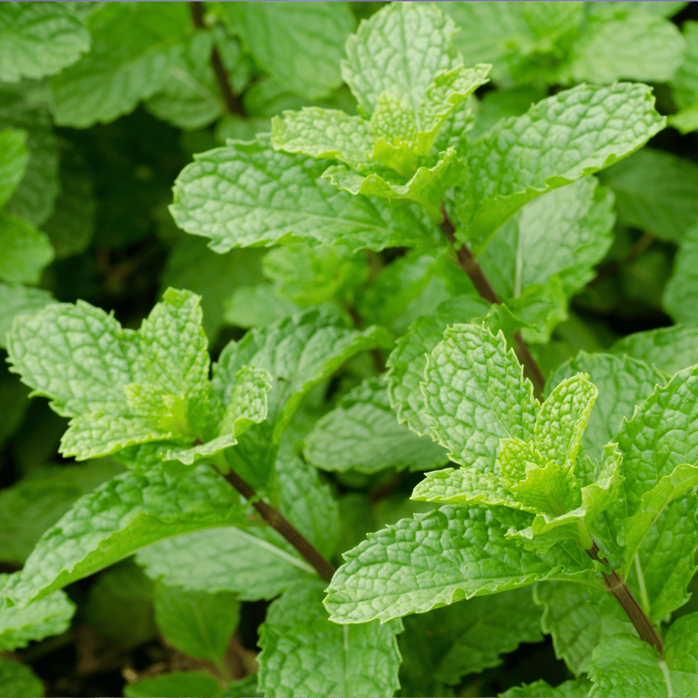 Mint, Chocolate Peppermint.png