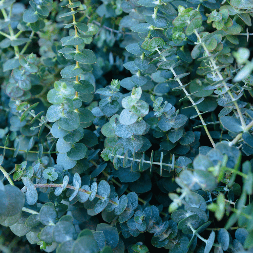 Eucalyptus, Silver Drop.png