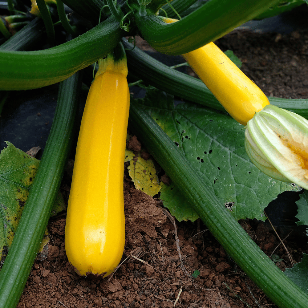 yellow squash.png