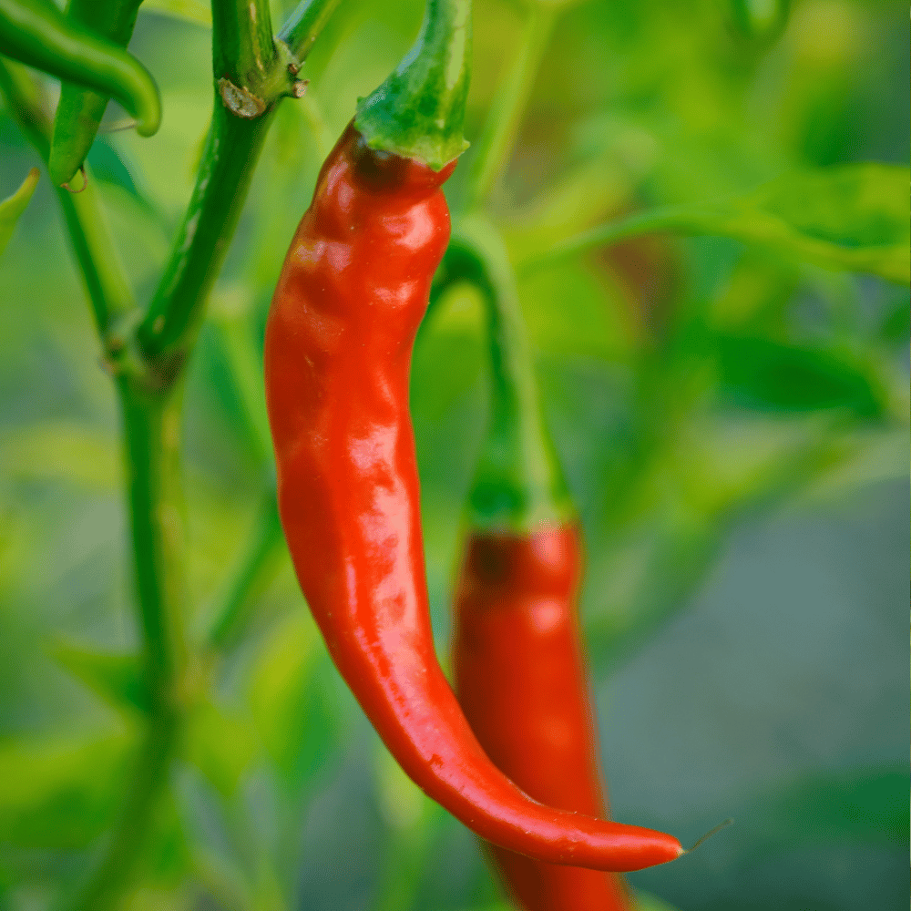 thai hot.png