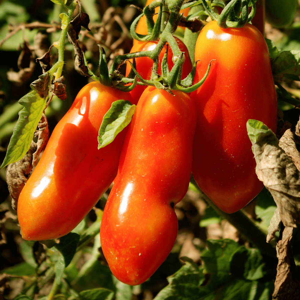 san marzano 2.png