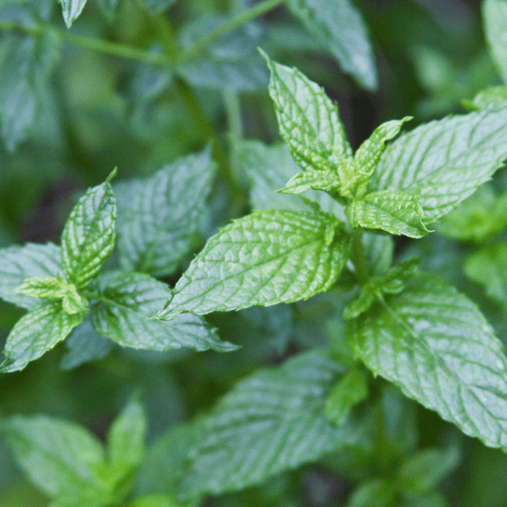 Mint, Spearmint.png