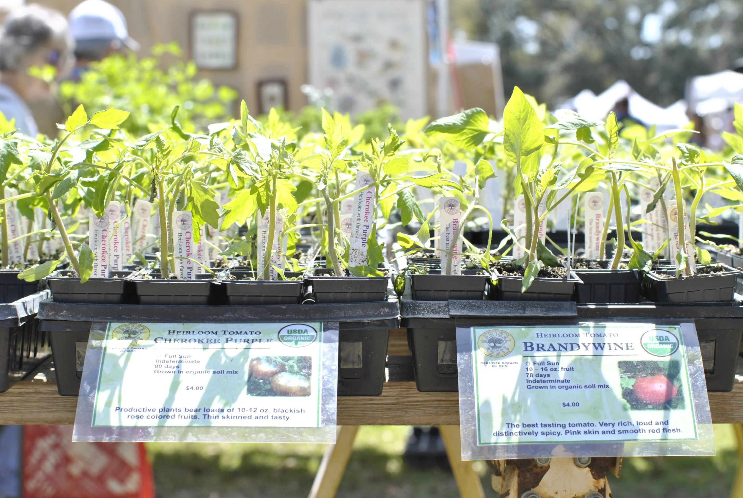 plant sale poplar 2.jpeg