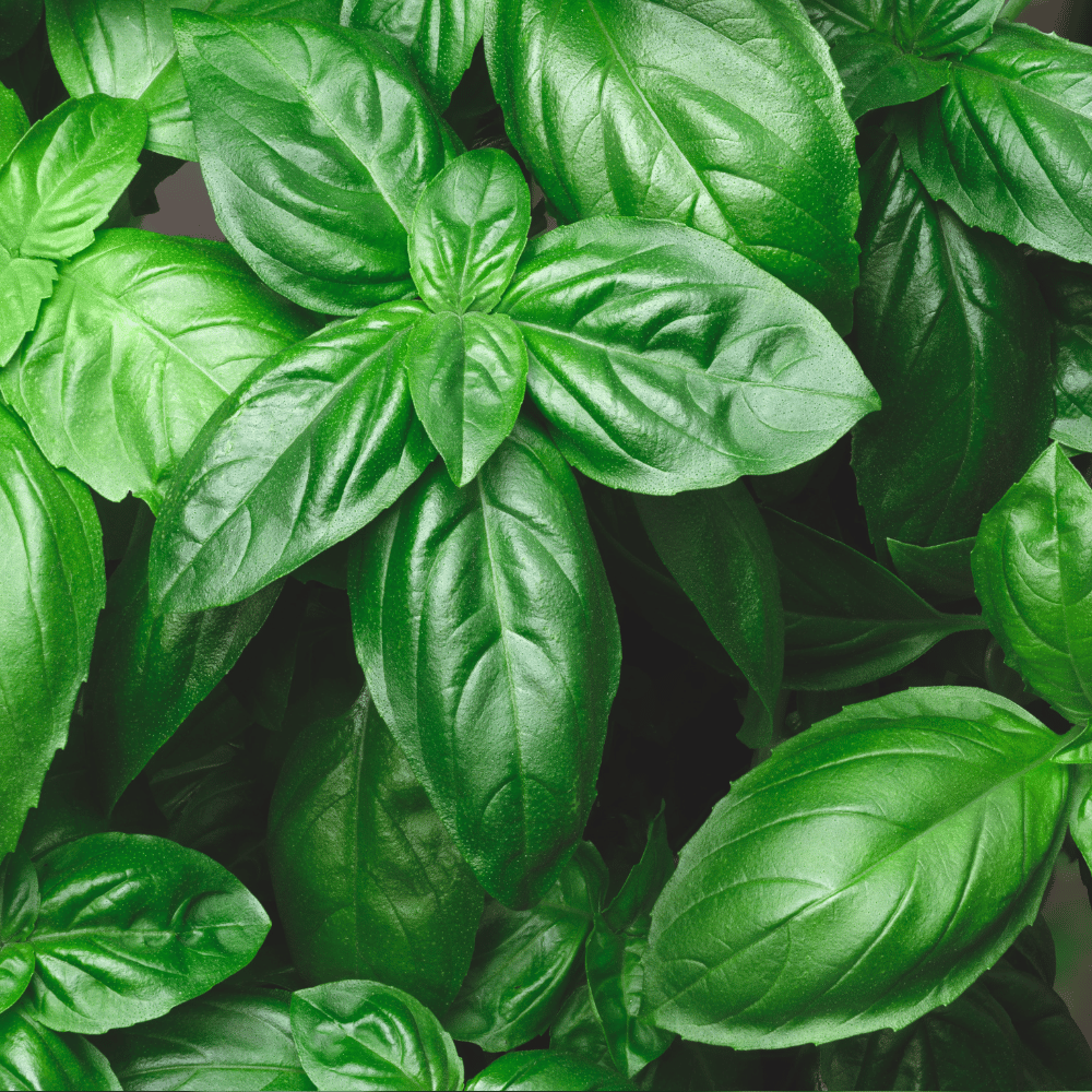 Genovese basil.png