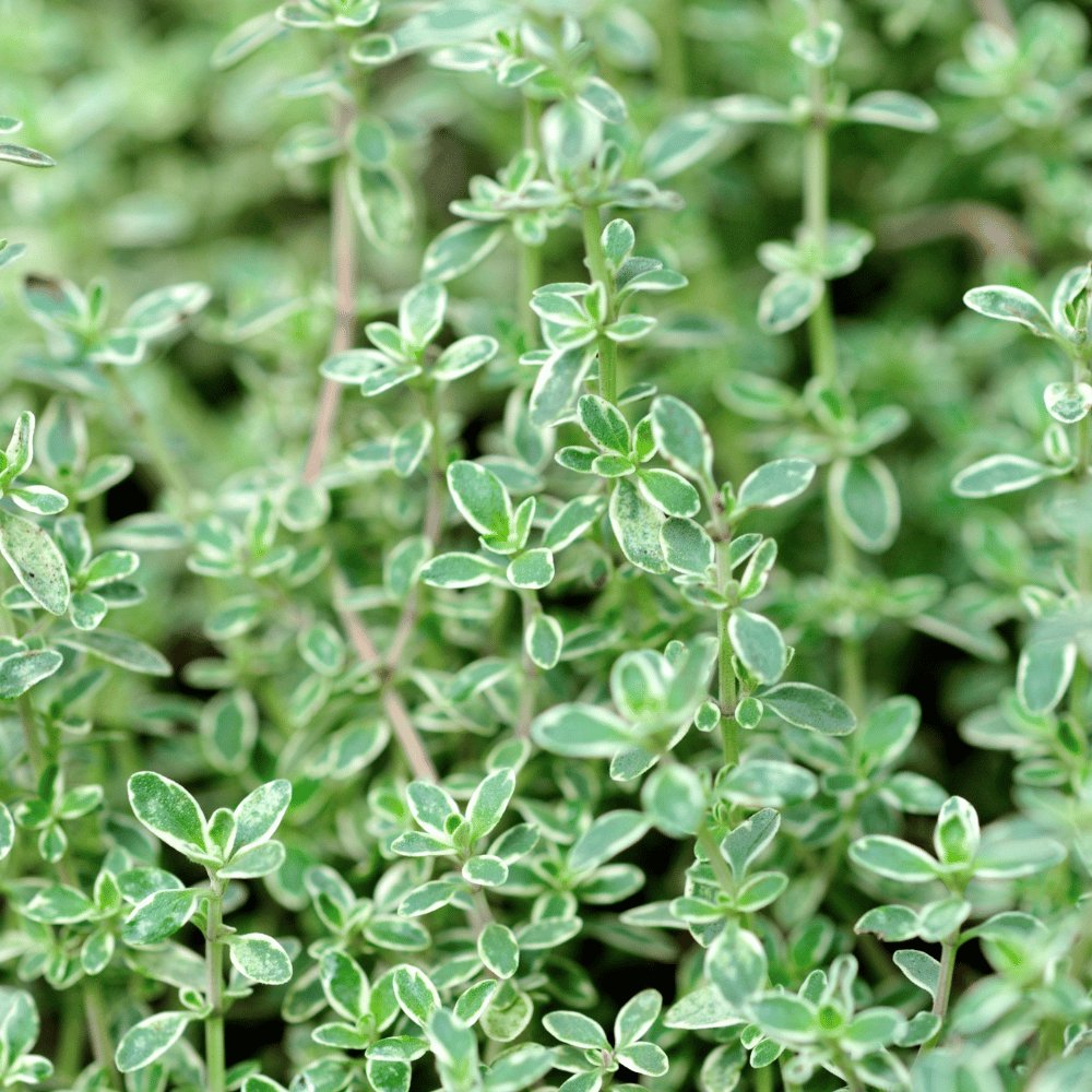 Silver edge thyme.png