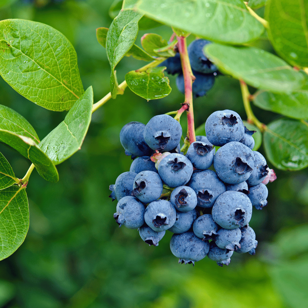 jersey blueberry.png