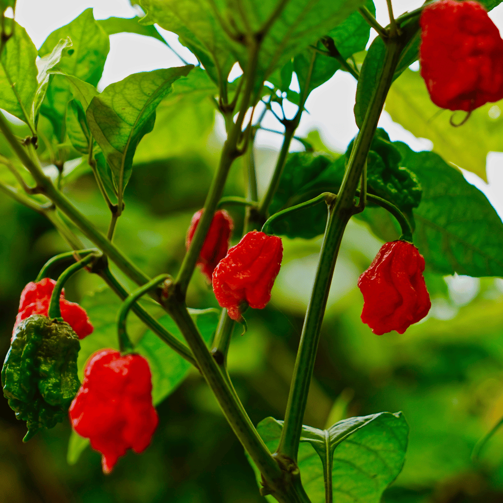 habanero.png