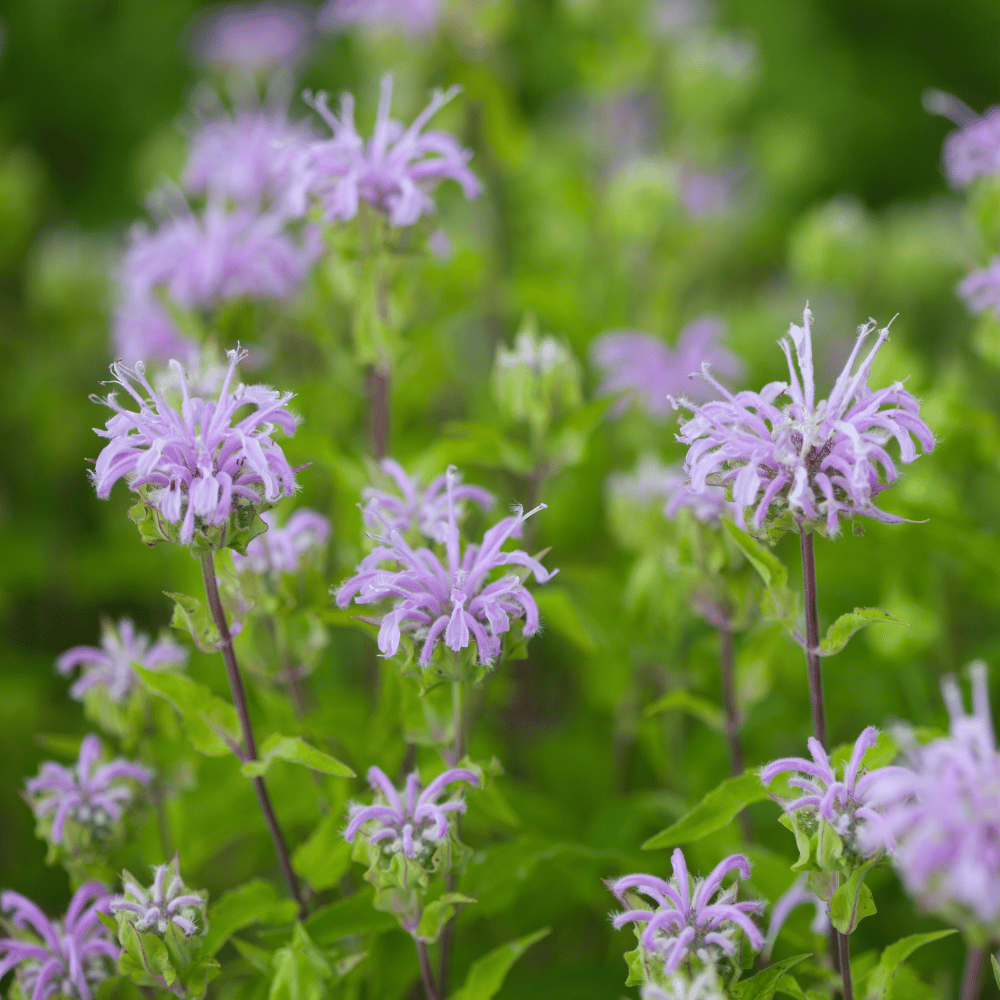 Wild Bergamot.png