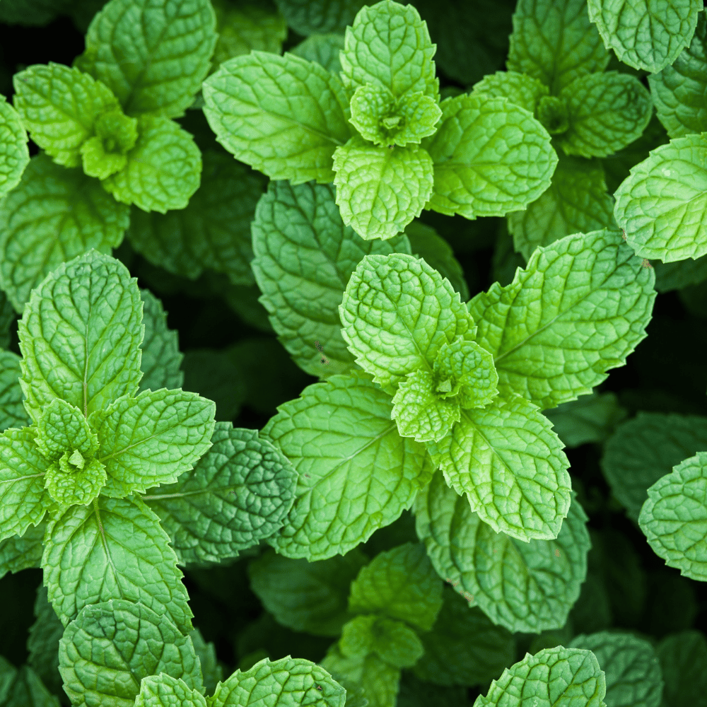 Mint, Peppermint.png