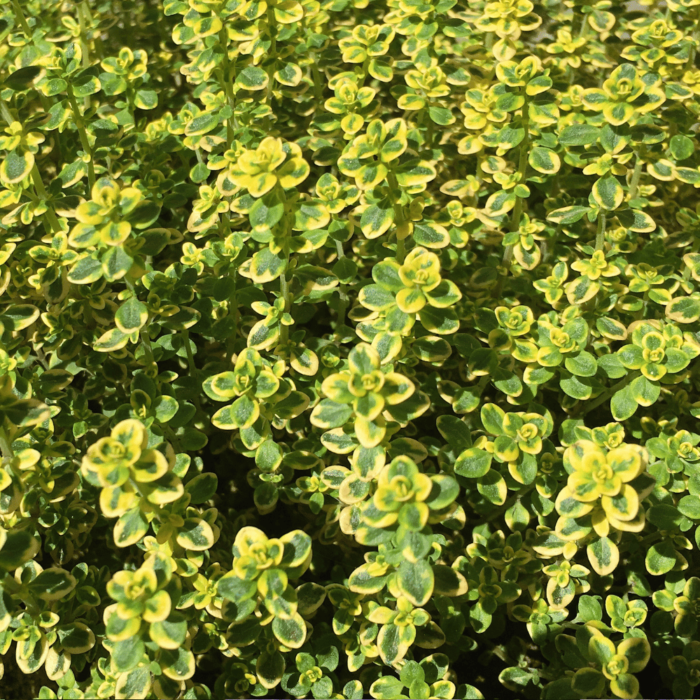 Lemon thyme.png