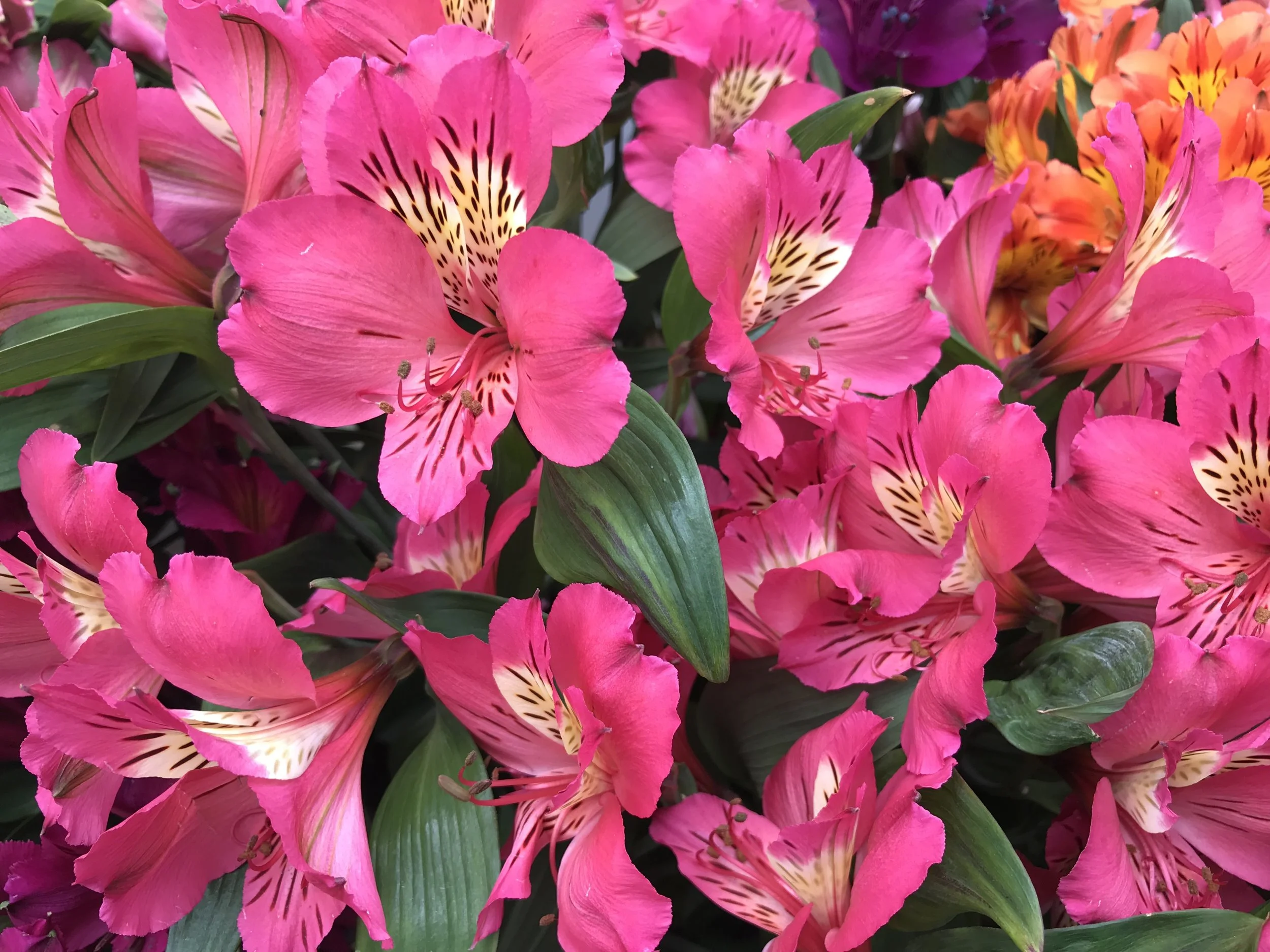 Alstroemeria — Perfection® Flowers